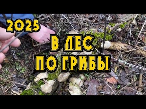 03.01.2025. Вот и настал этот день! Такого зверя мы ещё не видели! Сезон сбора Грибов открыт!