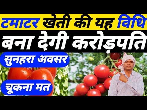 टमाटर खेती की यह विधि बना देगी करोड़पती| Tamatar ki kheti|Tamatar ki kheti kaise kare|tomato farming