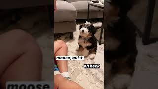 Bernedoodle puppy training: stop barking through “speak” and “quiet”