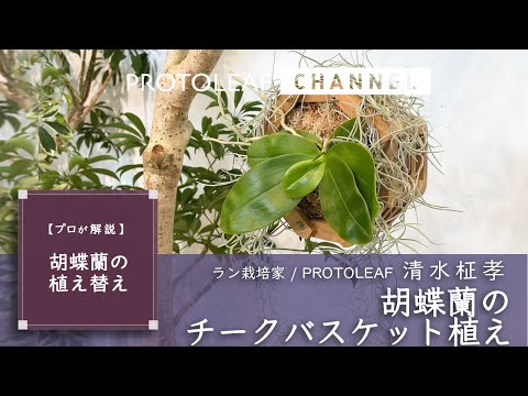 【胡蝶蘭をおしゃれに楽しむ】チークバスケット植え