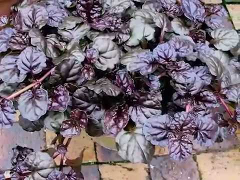 Get to Know Ajuga/Bugleweed - Part Sun-Loving Plants