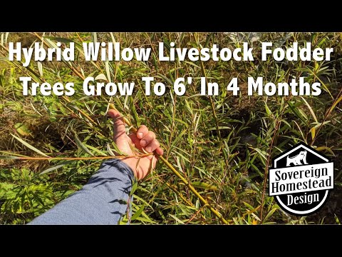 Hybrid Willow Grows To 6' In 4 Months!