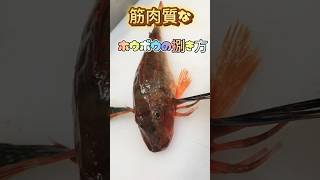 ホウボウの捌き方【刺身用】筋肉ムキムキのホウボウ入った #ホウボウ #ホウボウ捌き方 #ホウボウ刺身