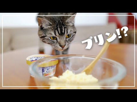 妻と猫にモテたくてスーパーカップでプリンを作ろうとしたら・・・