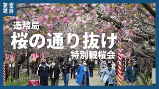 造幣局で「桜の通り抜け」特別観桜会