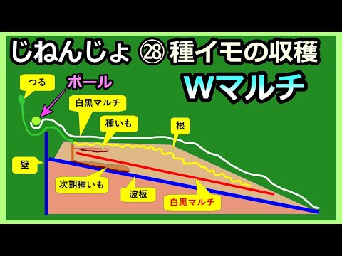 【楽々】自然薯ななめ栽培 ㉘種芋の収穫 Wマルチ 2023秋