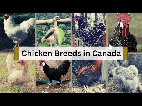 Different Types of Chicken Breeds  in CANADA 🇨🇦♥️ || Characterisation in English Subtitles