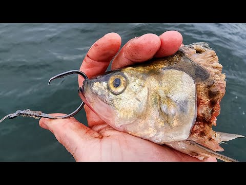 This MONSTER Wanted a BIG BAIT!! (Giant)