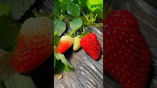 Satisfying Nature Fruit Garden #garden #nature #fruit #gardeningchannel #shorts