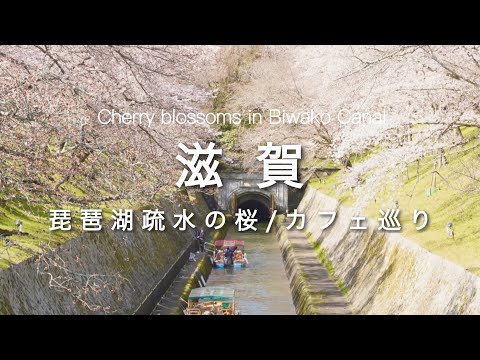 【滋賀vlog】人気スポット！琵琶湖疏水の桜を見に行ってきた | 滋賀カフェ | 滋賀観光