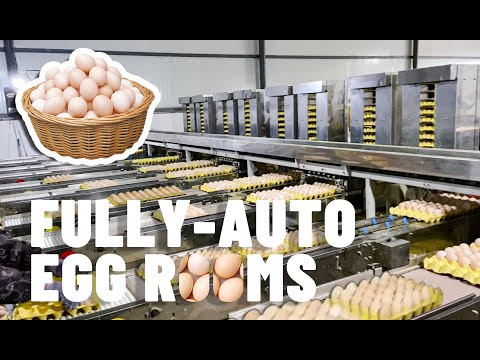 Egg Package Machine Fully Automatic Egg Rooms Of 400 000 Eggs Farm