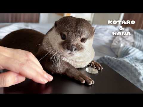 Otter Hijacks My Laptop for Shuffleboard Mayhem