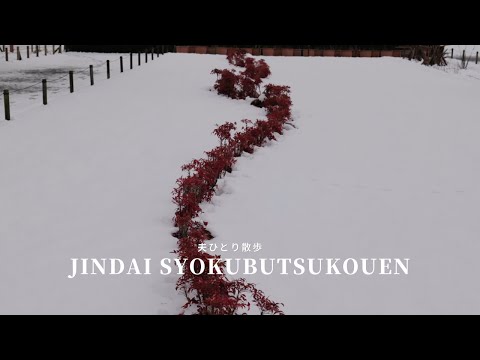 [Weekday walk] A walk in Jindai Botanical Park after the snow!