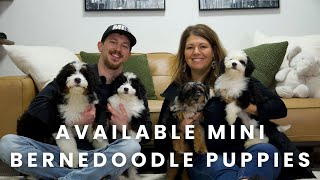 Our Available Mini Bernedoodle Puppies at Mountain Dog Companion!