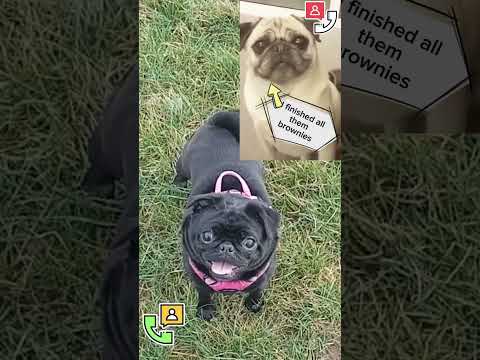 hilarious pug call if dogs worked for the emergency services, funny 911 calls hilarious cute pets