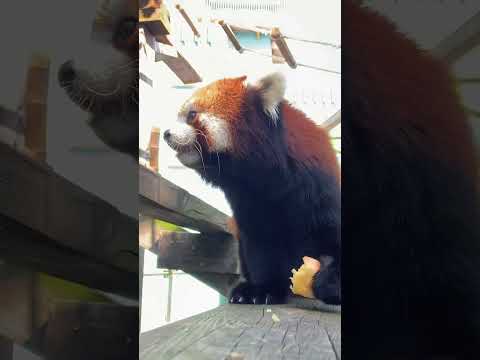 Apple is delicious. Baji Baji Red Panda Warm Baby