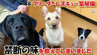 【ﾌﾞﾘｰﾀﾞｰﾚｽｷｭｰ　繁殖猫　保護犬】子犬達に禁断の味を教えてしまいました＆繁殖猫達の行動に涙＋おまけコーナー