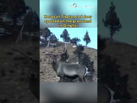 Herds of Tibetan red deer spotted on the grassland in Qinghai