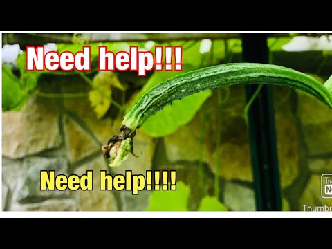 How to Grow Ridge Gourd | బీరపాదు సమస్యలు | Ridge Gourd Plant Problems | Beera padu Samasyalu