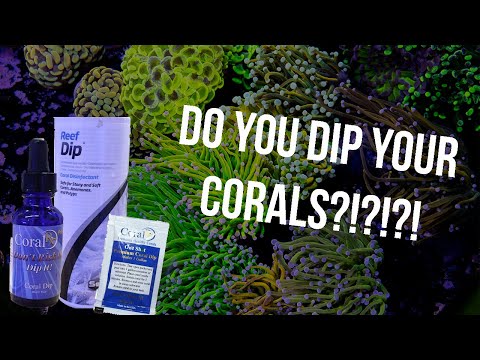 How We Dip Thousands Of Corals Every Month!