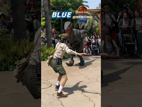 Jurassic Park Blue Universal Studios Japan 侏羅紀公園 小藍 大阪 環球影城 #universalstudios #jurassicworld