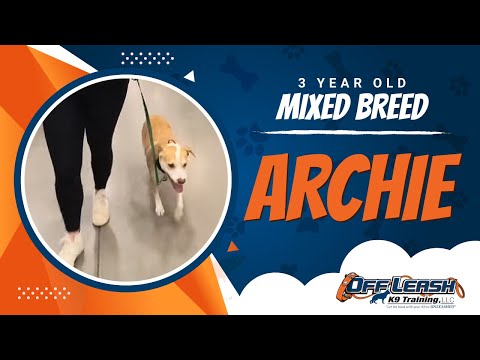 Mixed Breed, 3 Year Old, Archie | Two Week BNT| Best Dog Trainers Northern VA |  Off Leash K9