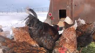 Heritage Poultry: Blue-laced Red Wyandotte