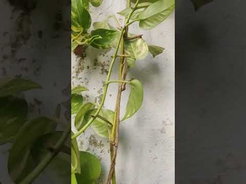 #youtube #shorts #pothos Money plant # goldenpothos #greenmeadows