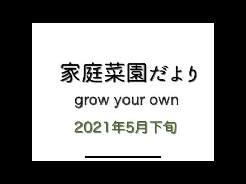 2021年5月下旬　【家庭菜園だより】 vegetables