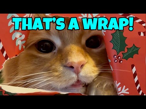 That's A Wrap 🎁 - Trying The Viral Wrapping Paper Photoshoot for Pets