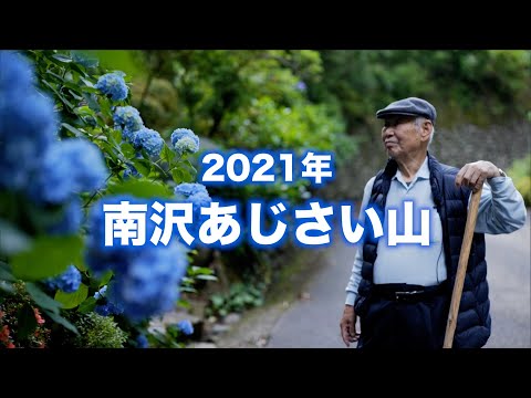 東京都内とは思えない開放感/紫陽花の絶景スポット「南沢あじさい山」