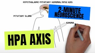 2-Minute Neuroscience: HPA Axis