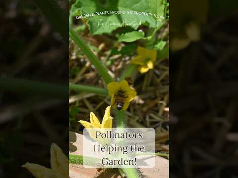 Pollinators Helping the Garden! | Garden & Plant Property Tour | What's Happening on the Homestead!