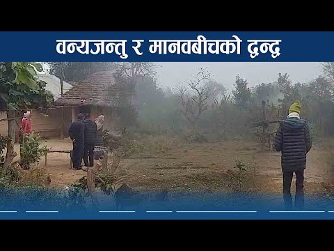 वर्दियामा वन्यजन्तुको आतंक, त्रासमा बाँच्दै स्थानीय - NEWS24 TV