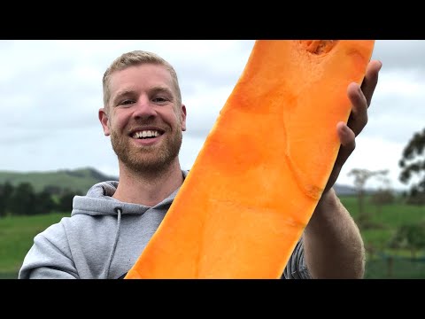 Cutting open my Homegrown Big Chief Butternut #shorts