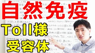 【大学・薬学部の免疫学】自然免疫の流れと食細胞による病原体認識（マクロファージ、好中球）【ジェイズ/J'z Channel】