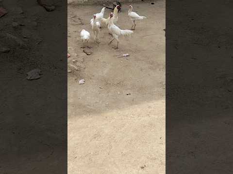 MashaAllah beautiful white heera aseel pathy, aseel rooster, #mashallah #aseel #aseelmurga #shorts