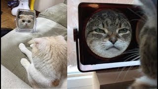 鏡に写った猫ちゃんの反応&行動がじわじわ面白いｗ～Reactions and actions of cats reflected in the mirror are interesting.