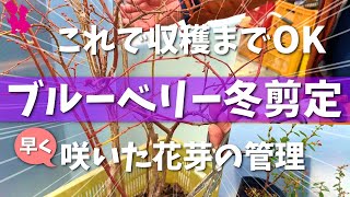 【今年は暖冬で異変⁉️】ブルーベリーの冬剪定はこれでOK！