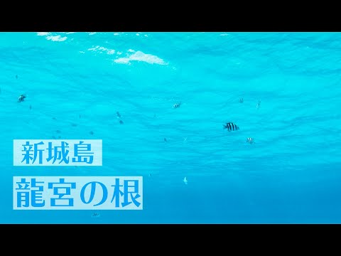 新城島「龍宮の根」美しすぎる海をどうぞ。