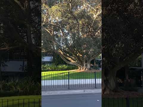 University of NSW #sydney #australia #unsw #trees