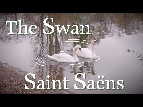 【お散歩】ウィーンの白鳥を見ながらサン＝サーンスの白鳥弾いてみた【The Swan】