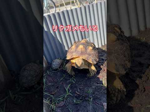 紀宝町のウミガメ公園は楽しいね😎🐢 #自然 #おすすめ #生き物 #shorts