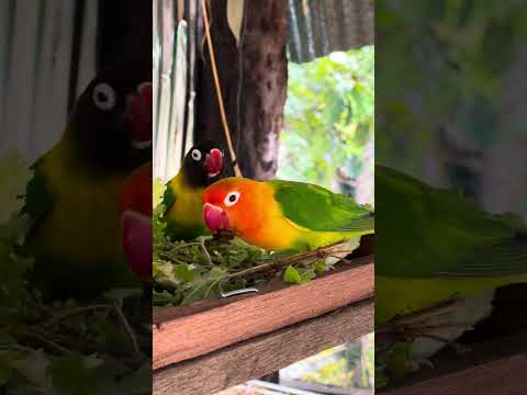 Smart lovebird Parrot , love birds eating corn 🌽 🦜🥰 #bird #lovebirds