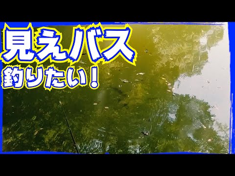 【見えバス大量】野池でのんびりバス釣り