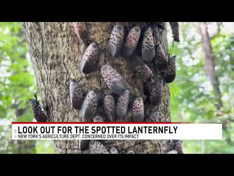 NY Department of Agriculture asks for help fighting the spotted lanternfly