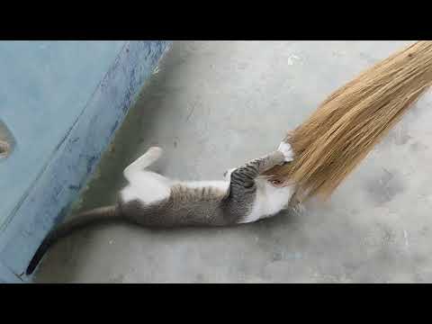 Funny Cat Reaction To Broom 🧹😂😄 @KeshavPets