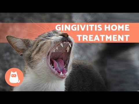 4 HOME REMEDIES for GINGIVITIS in CATS 🐱✅ | Treatment for Gum Inflammation