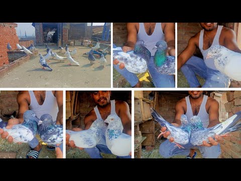 my new vlog viral vlog || pigeons lover || vlog 03 || #viralvideo #trendvlog #viral