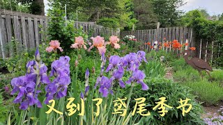 Sophie's Garden 又到了鸢尾季节